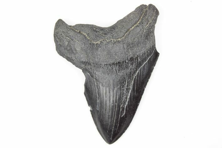 Bargain, 4.53" Fossil Megalodon Tooth - South Carolina